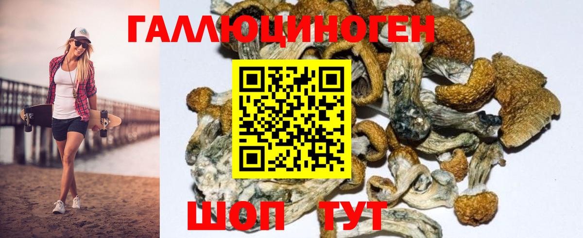 Ачхой-Мартан  Псилоцибиновые грибы Psilocybe  Вход с VPN 